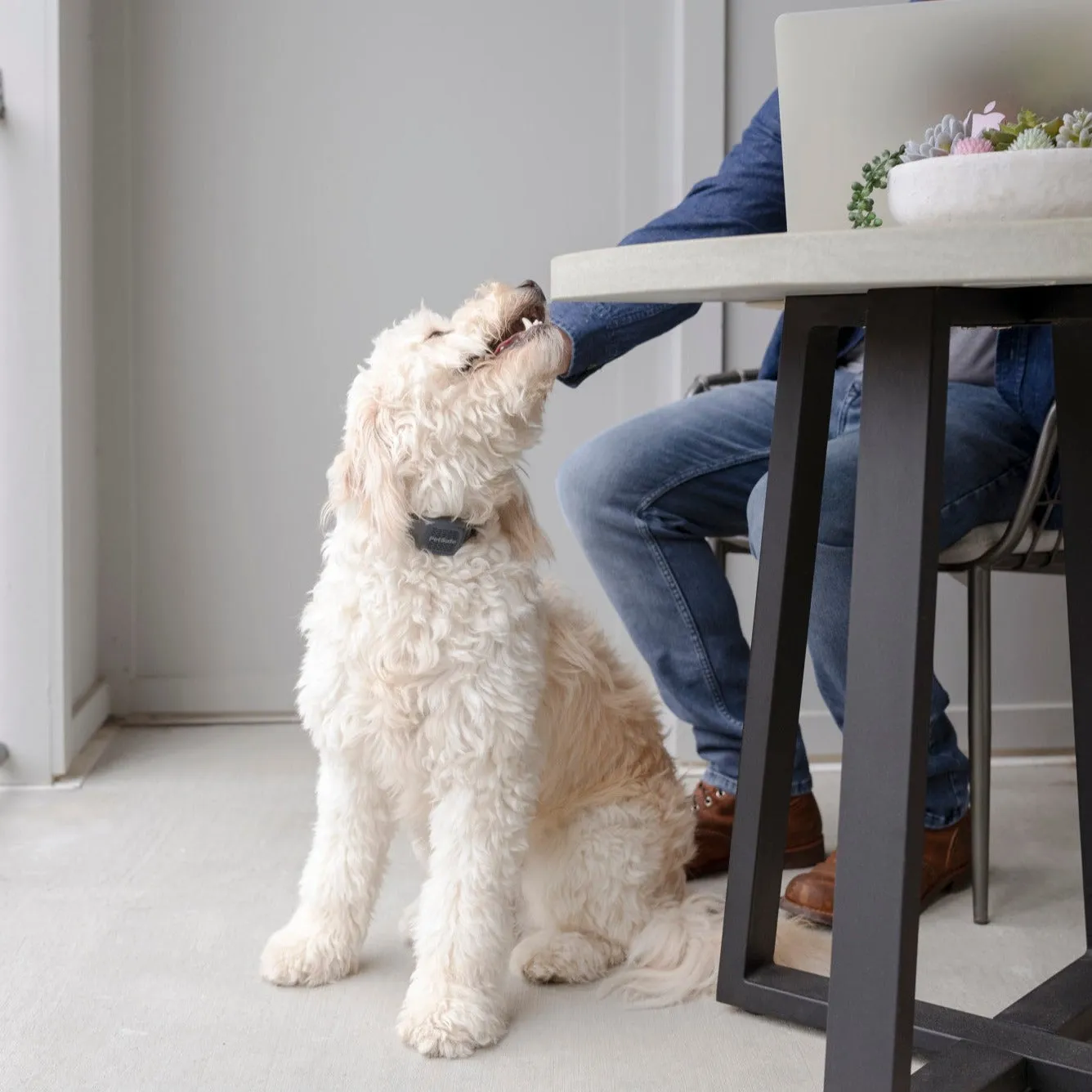 Audible Bark Collar