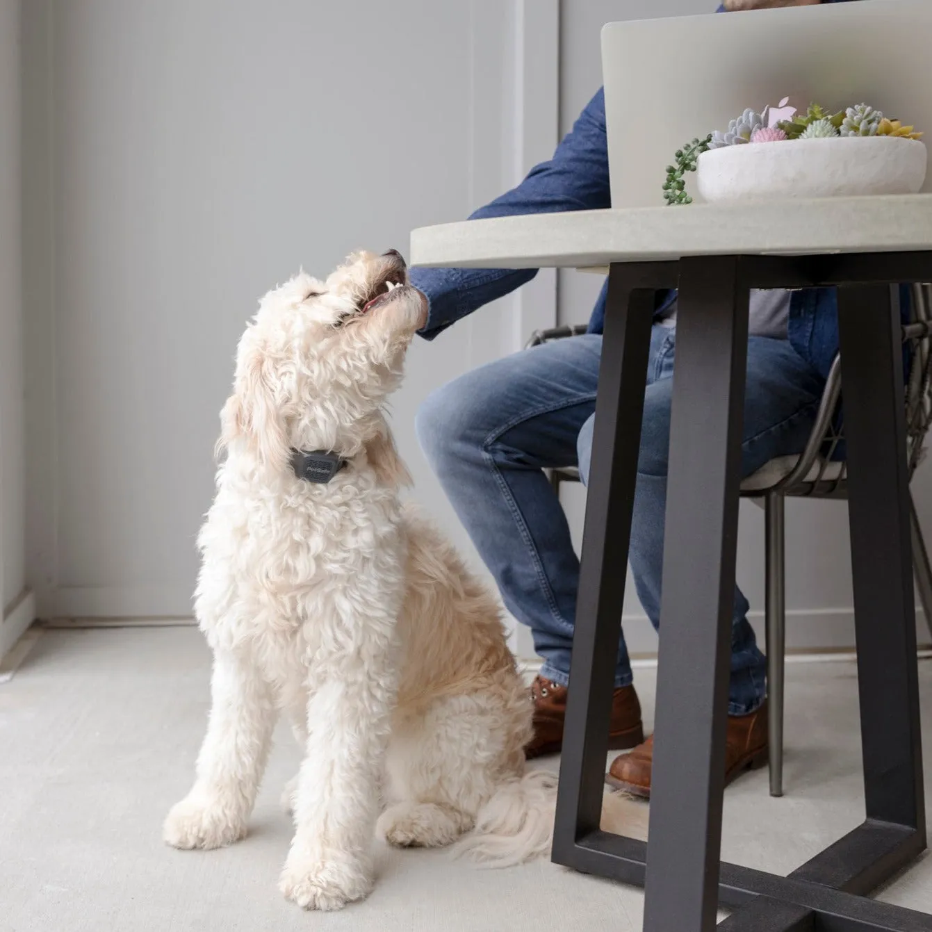 Audible Bark Collar