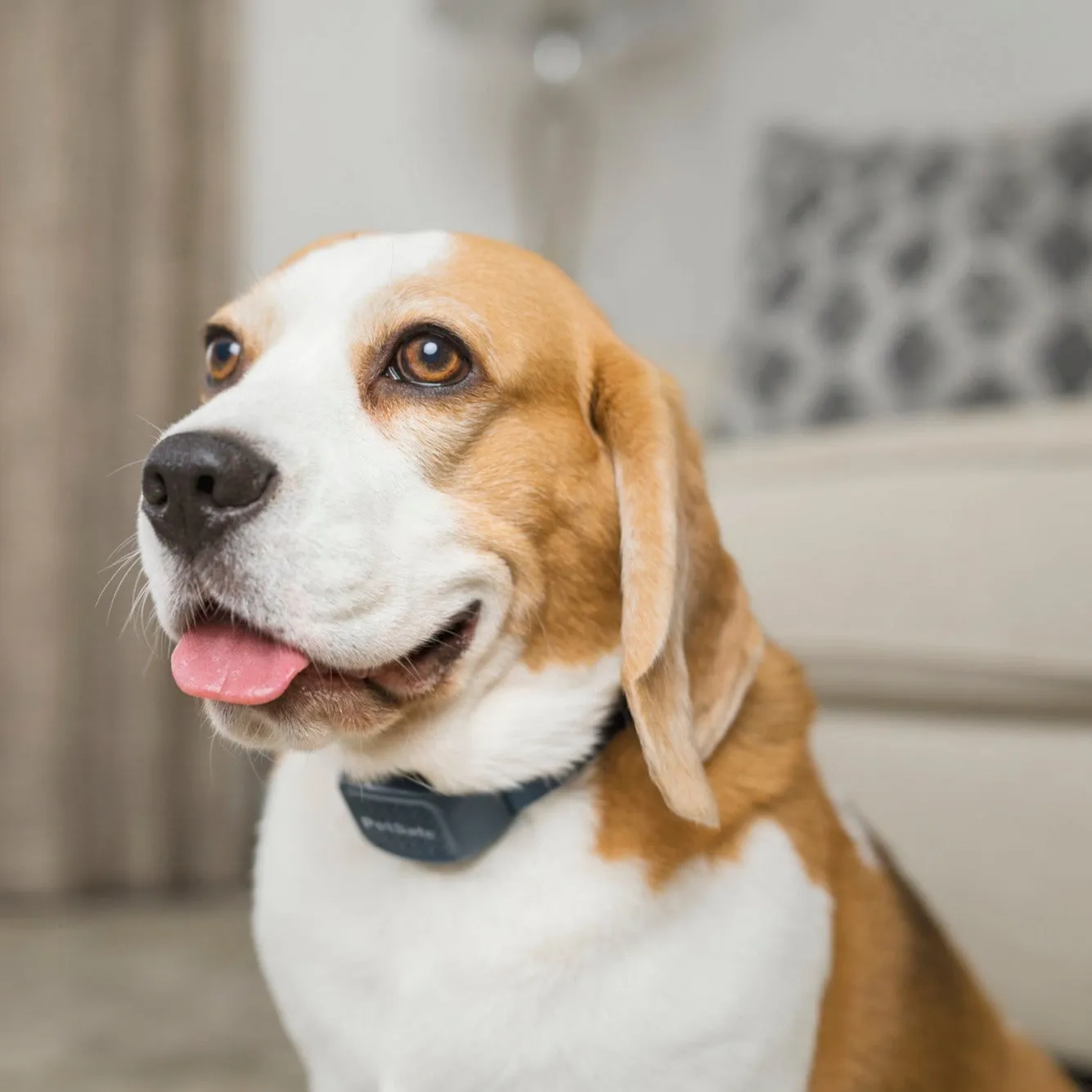 Audible Bark Collar