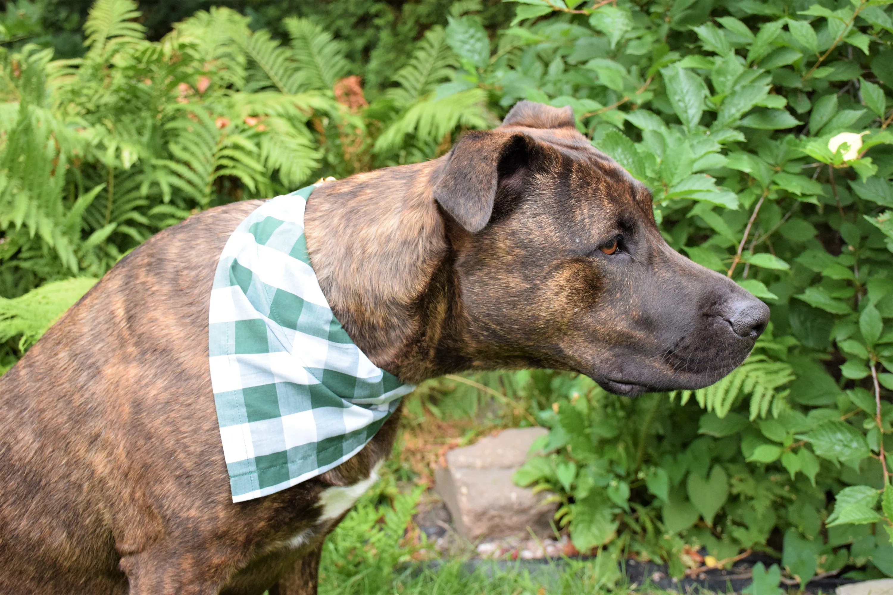 Dog Bandana - Floating Friends Cotton Dog Scarf