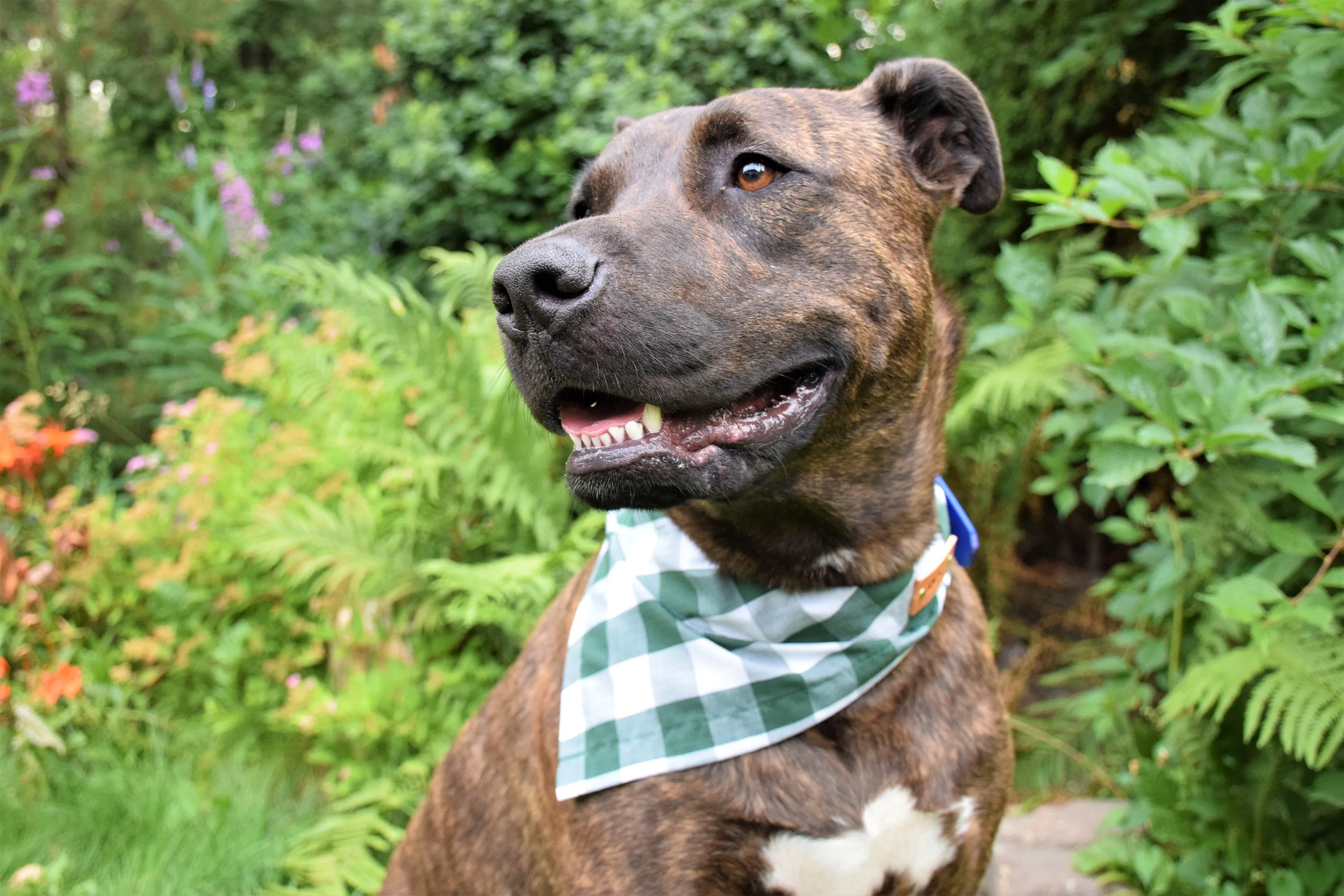 Dog Bandana - Floating Friends Cotton Dog Scarf