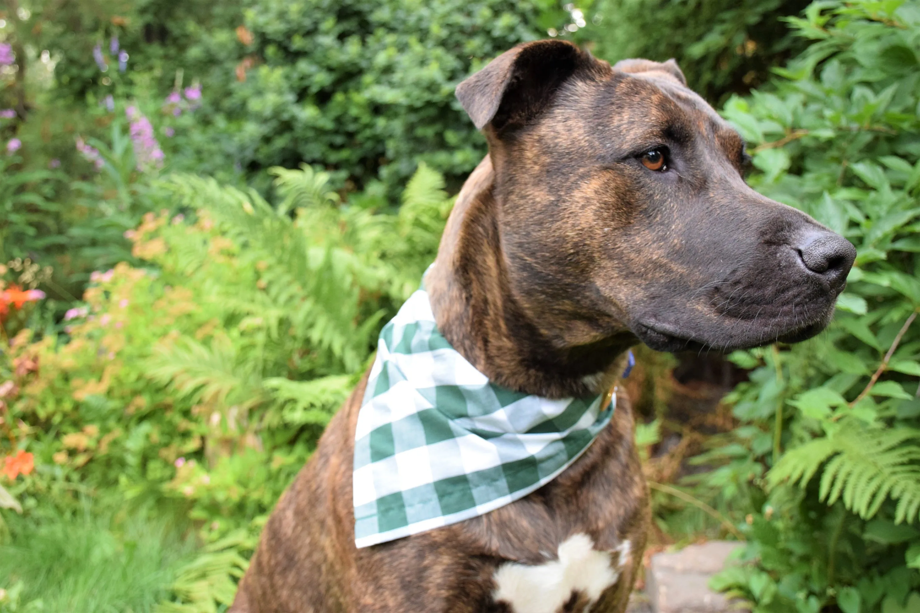 Dog Bandana - Tropical Flamingo Cotton Dog Scarf