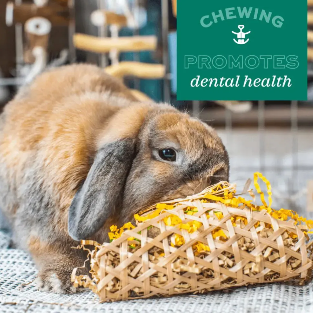 Oxbow Enriched Life Celebration Party Pack Small Animal Chews (5 pack)