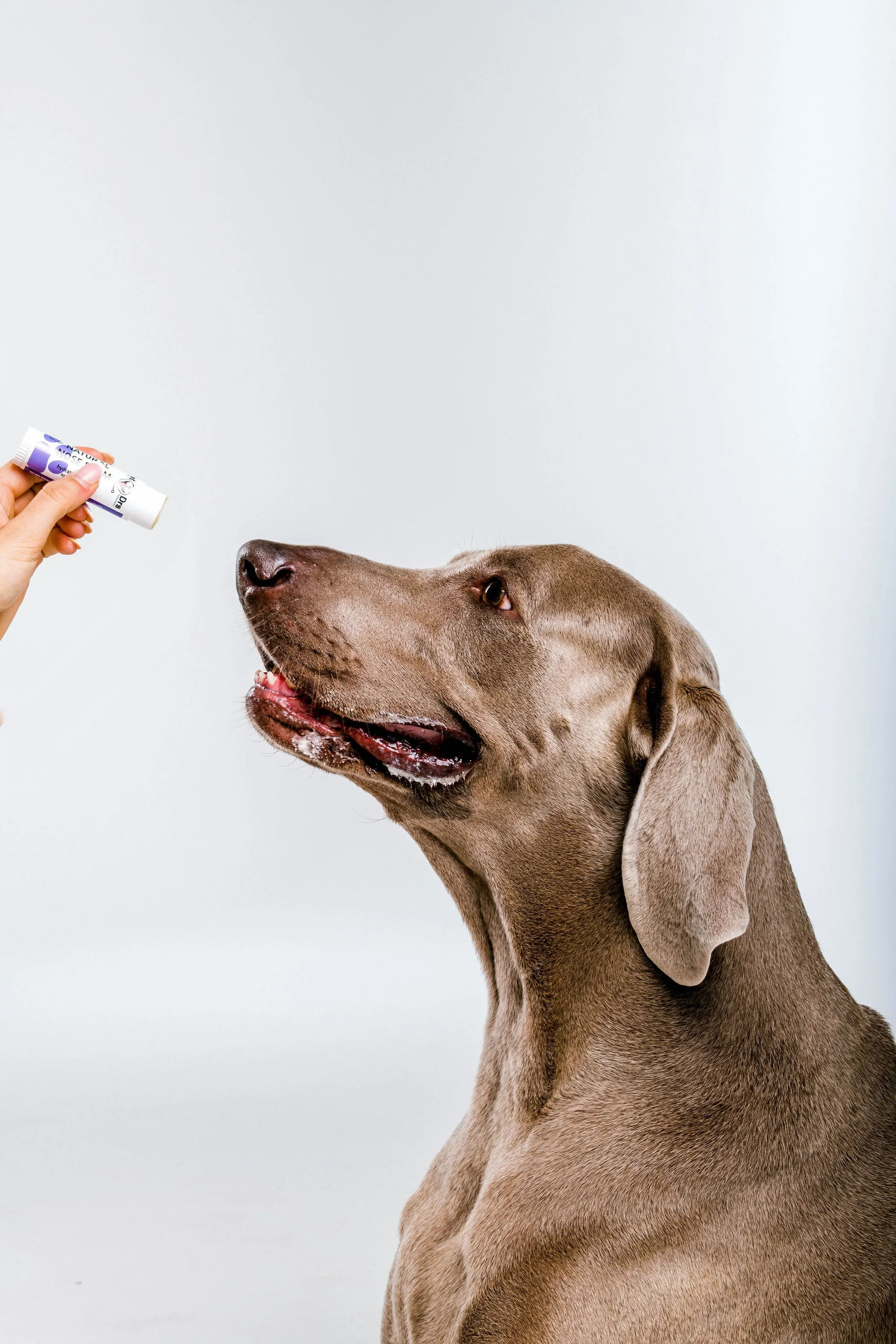 Pet Drs Dog Nose Balm 17g